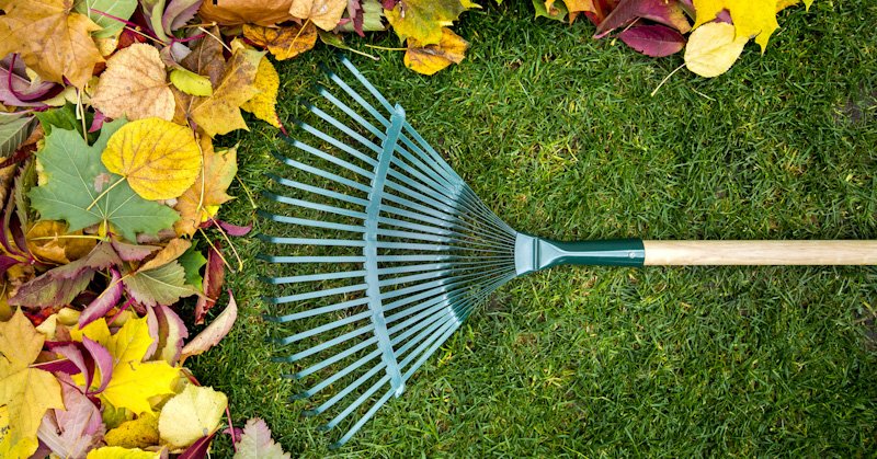 Fall Leaf Cleanup: Tips That You Must Pay Attention To