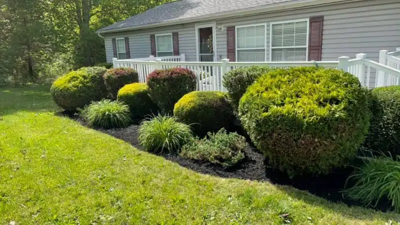 Eye Catching Lawn Care