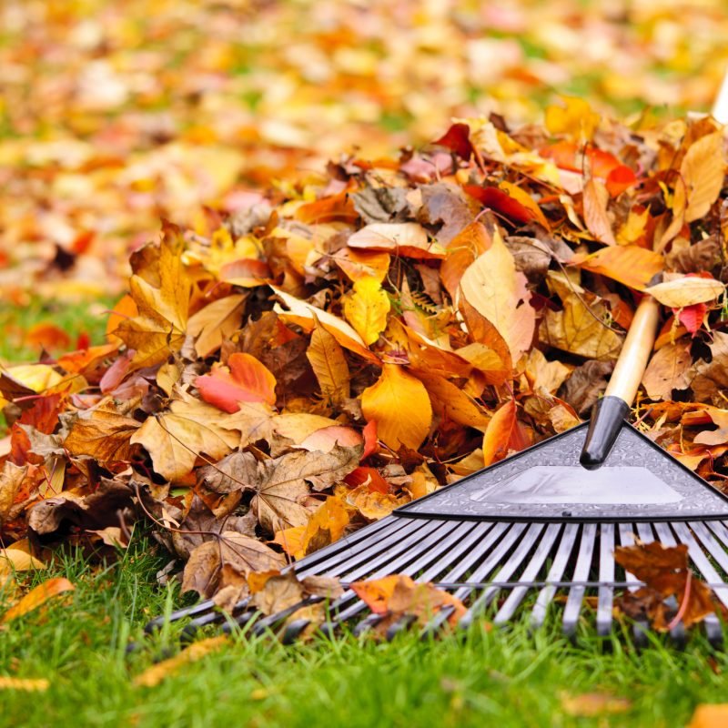 Fall leaves with rake Fall Leaf Cleanup